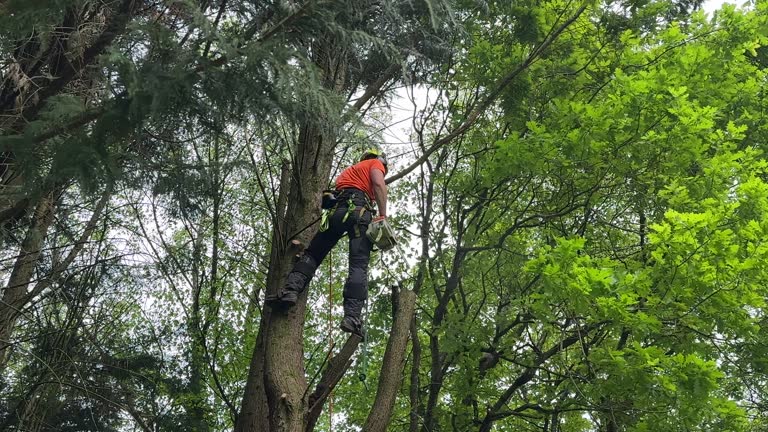 How Our Tree Care Process Works  in  Williamsport, PA